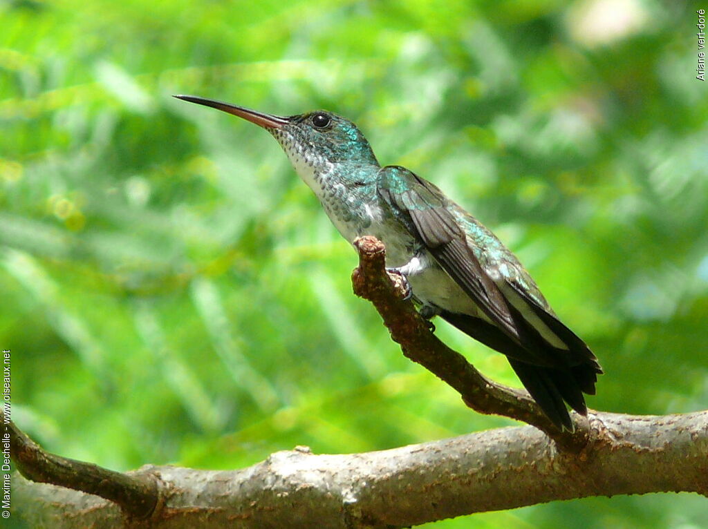 Plain-bellied Emerald