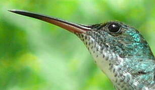 Plain-bellied Emerald