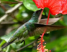 Plain-bellied Emerald