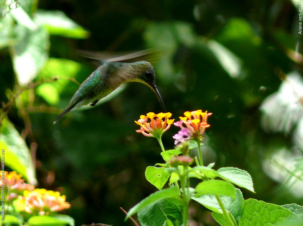 Plain-bellied Emerald