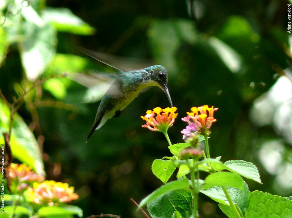 Plain-bellied Emerald