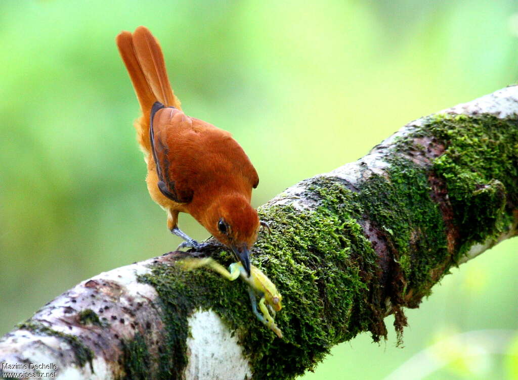 Cinnamon Attilaadult, feeding habits, Behaviour