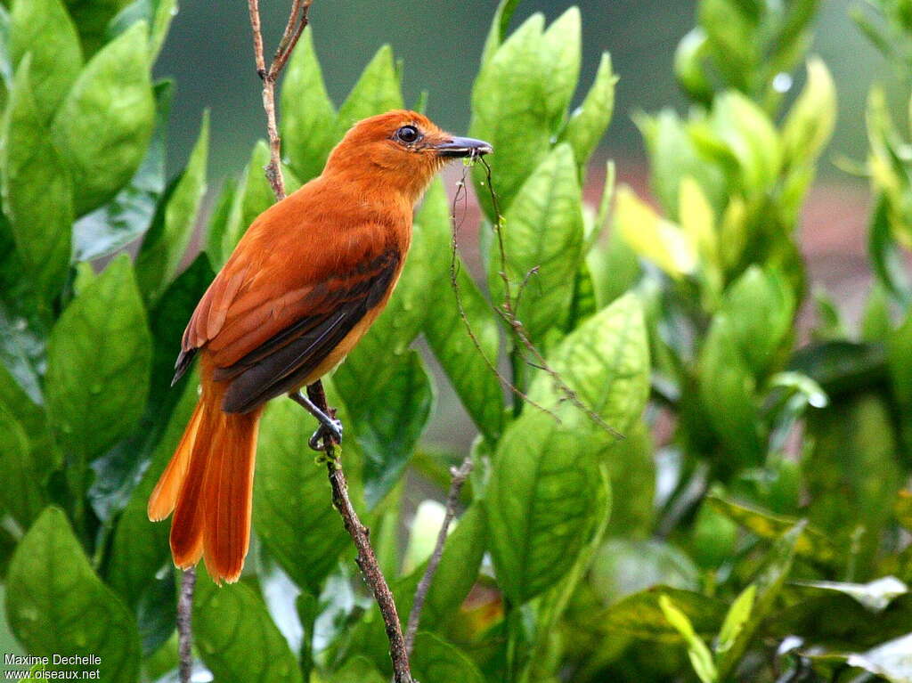 Cinnamon Attilaadult, pigmentation, Reproduction-nesting