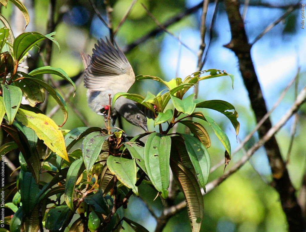 Greyish Mourner, identification, feeding habits