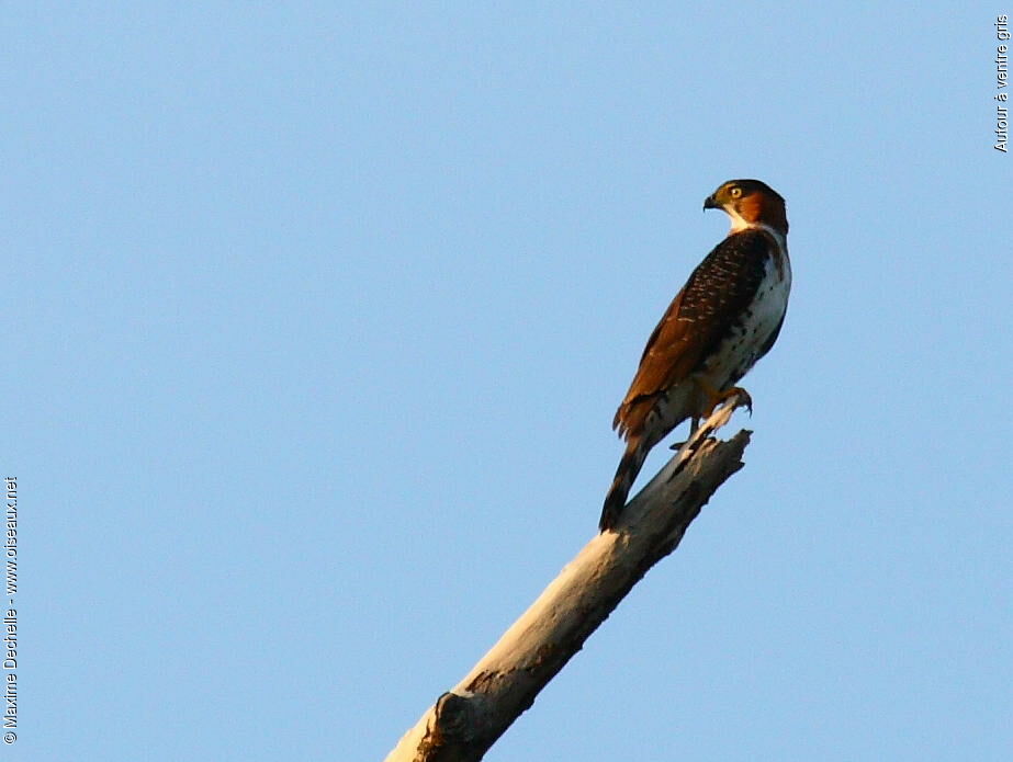 Grey-bellied Hawkjuvenile