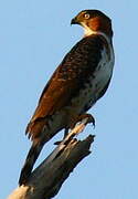 Grey-bellied Hawk