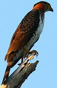 Grey-bellied Hawk