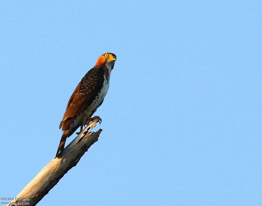 Autour à ventre grisimmature, identification