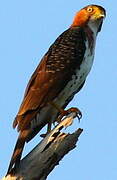 Grey-bellied Hawk