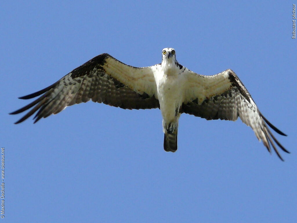 Western Osprey