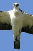 Western Osprey