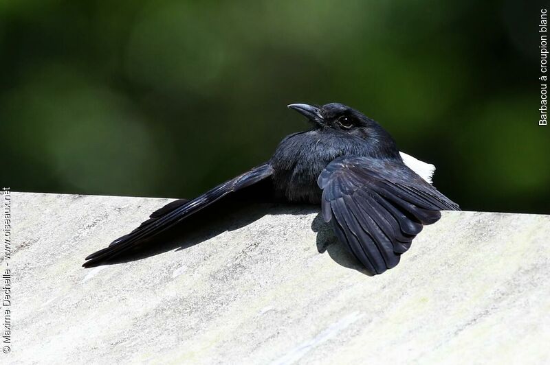 Swallow-winged Puffbird, Behaviour