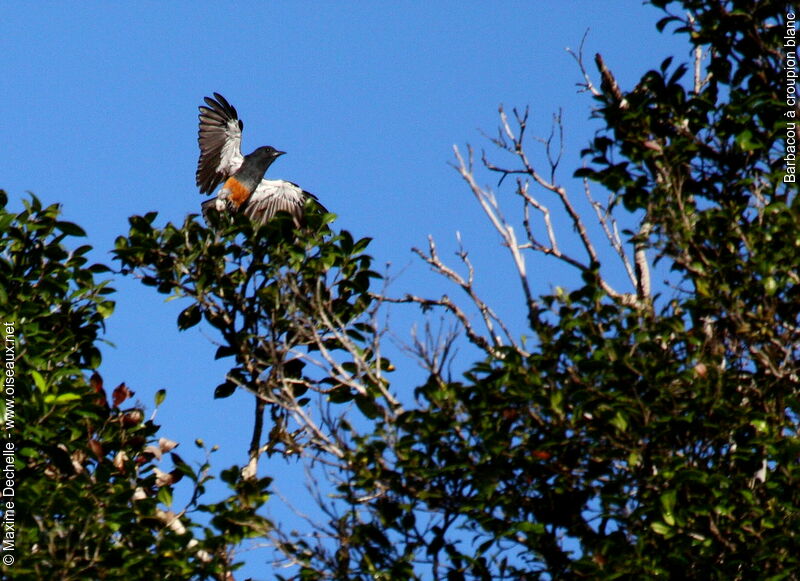 Swallow-winged Puffbird, Flight