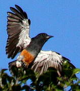 Swallow-winged Puffbird