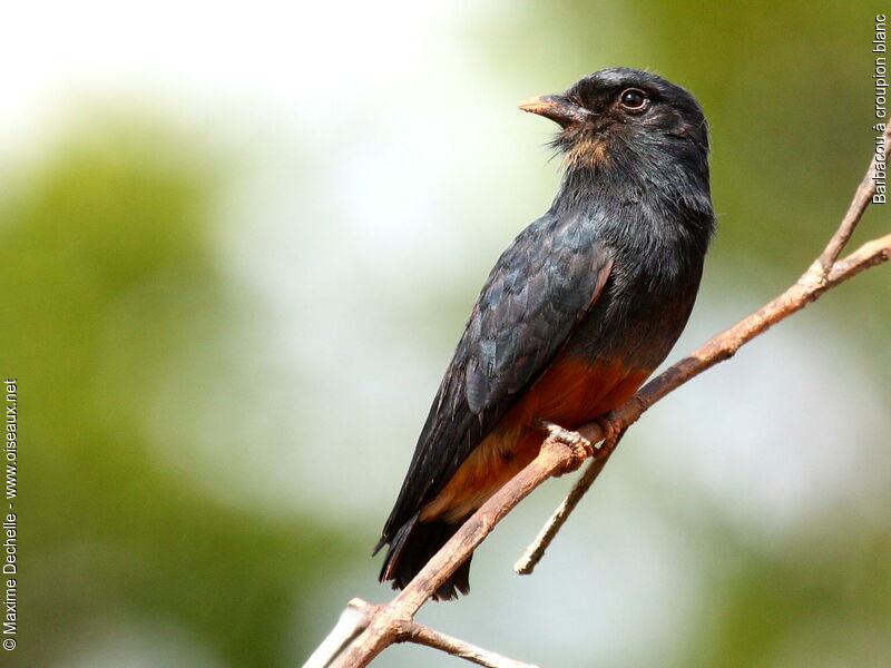 Swallow-winged Puffbird, identification