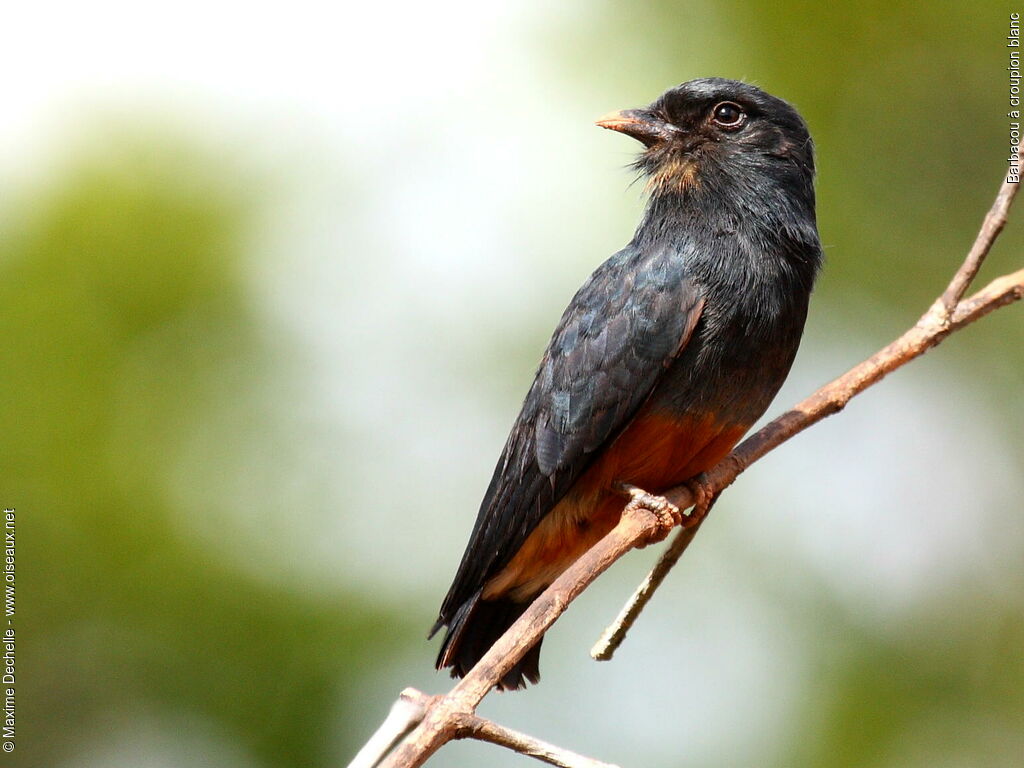 Swallow-winged Puffbird, identification