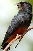 Swallow-winged Puffbird