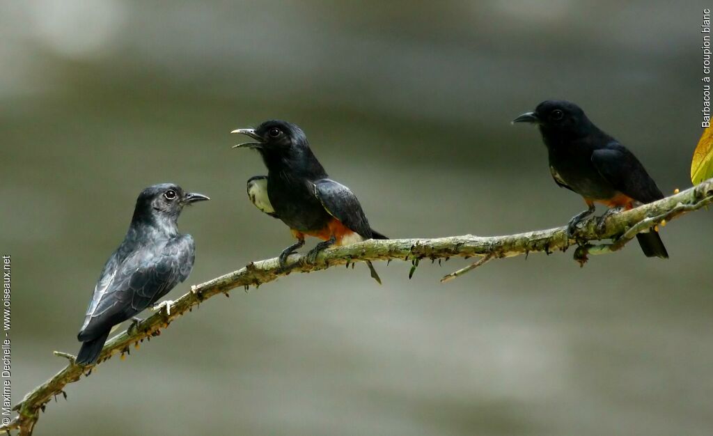 Swallow-winged Puffbird