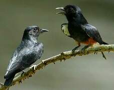 Swallow-winged Puffbird