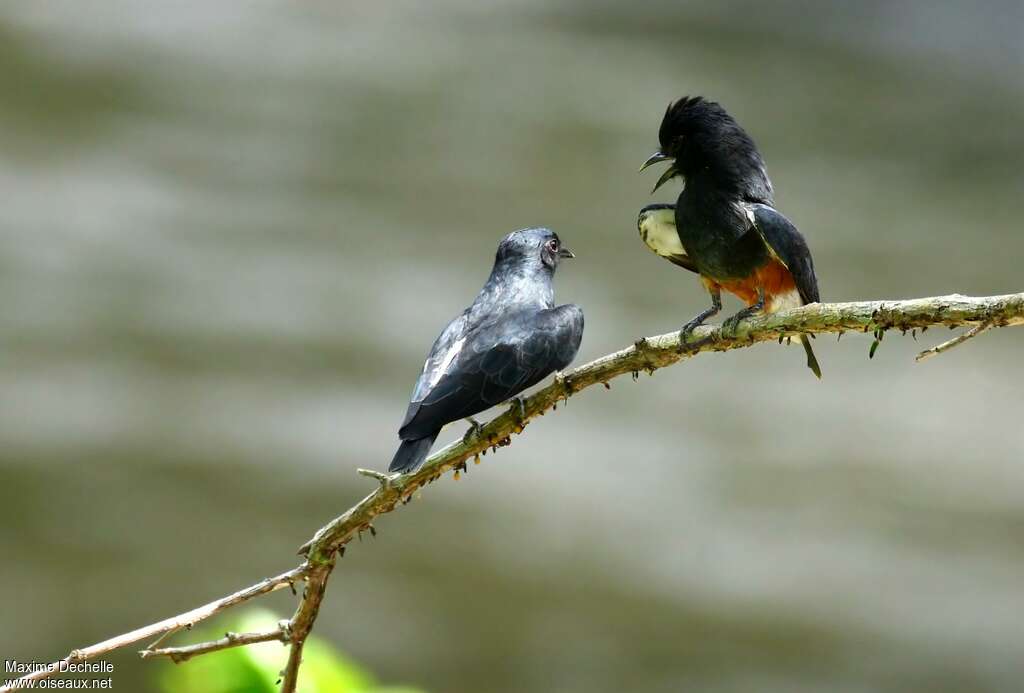 Swallow-winged Puffbirdadult, pigmentation, Behaviour