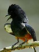 Swallow-winged Puffbird