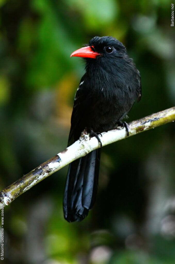 Black Nunbirdadult, identification