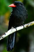 Black Nunbird