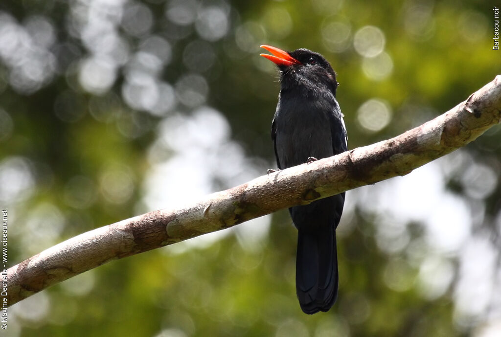 Barbacou noiradulte, identification