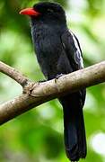 Black Nunbird