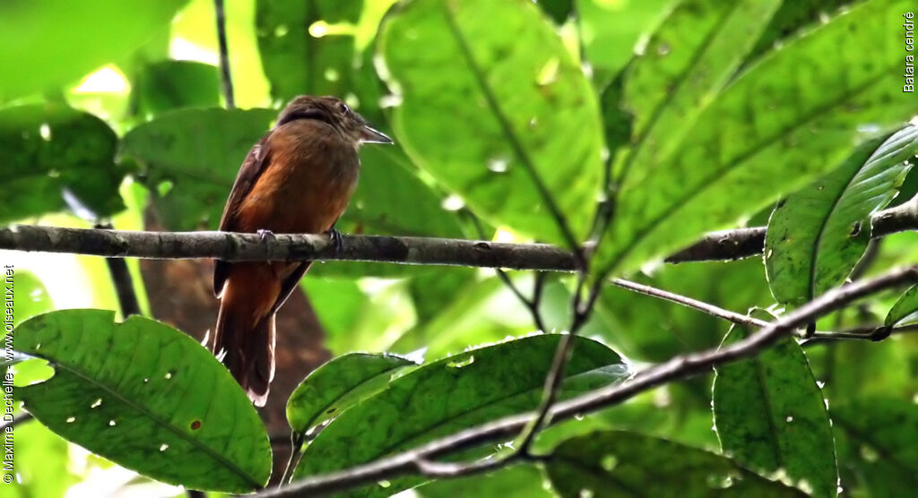 Cinereous Antshrike