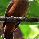 Batara cendré