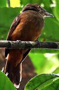 Cinereous Antshrike