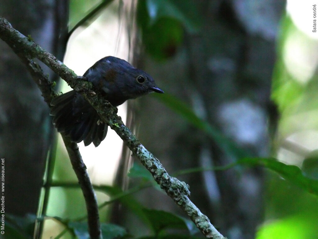 Cinereous Antshrike