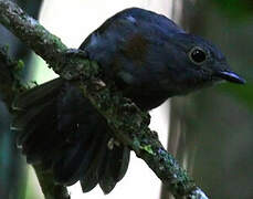 Cinereous Antshrike