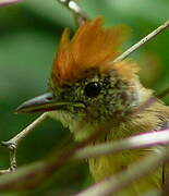 Black-crested Antshrike