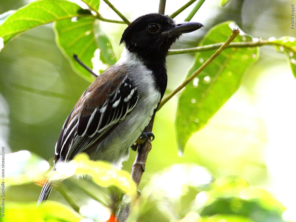 Black-crested Antshrike male adult