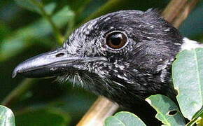 Black-crested Antshrike