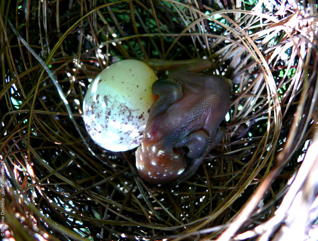 Black-crested AntshrikeFirst year, Reproduction-nesting