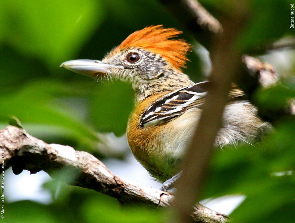 Batara huppé femelle adulte, identification