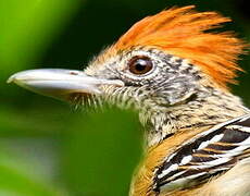 Black-crested Antshrike