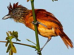 Barred Antshrike