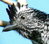 Barred Antshrike