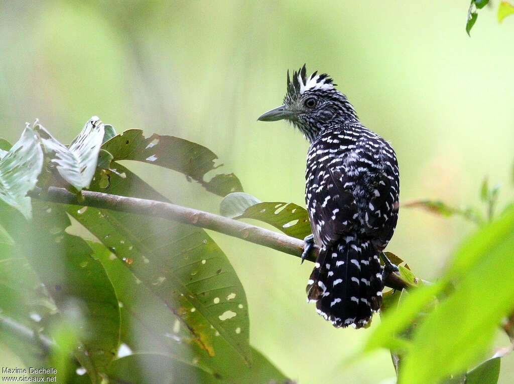 Barred Antshrike male adult, identification