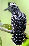 Barred Antshrike