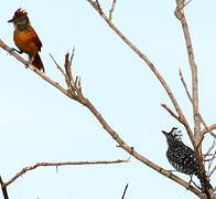 Barred Antshrike