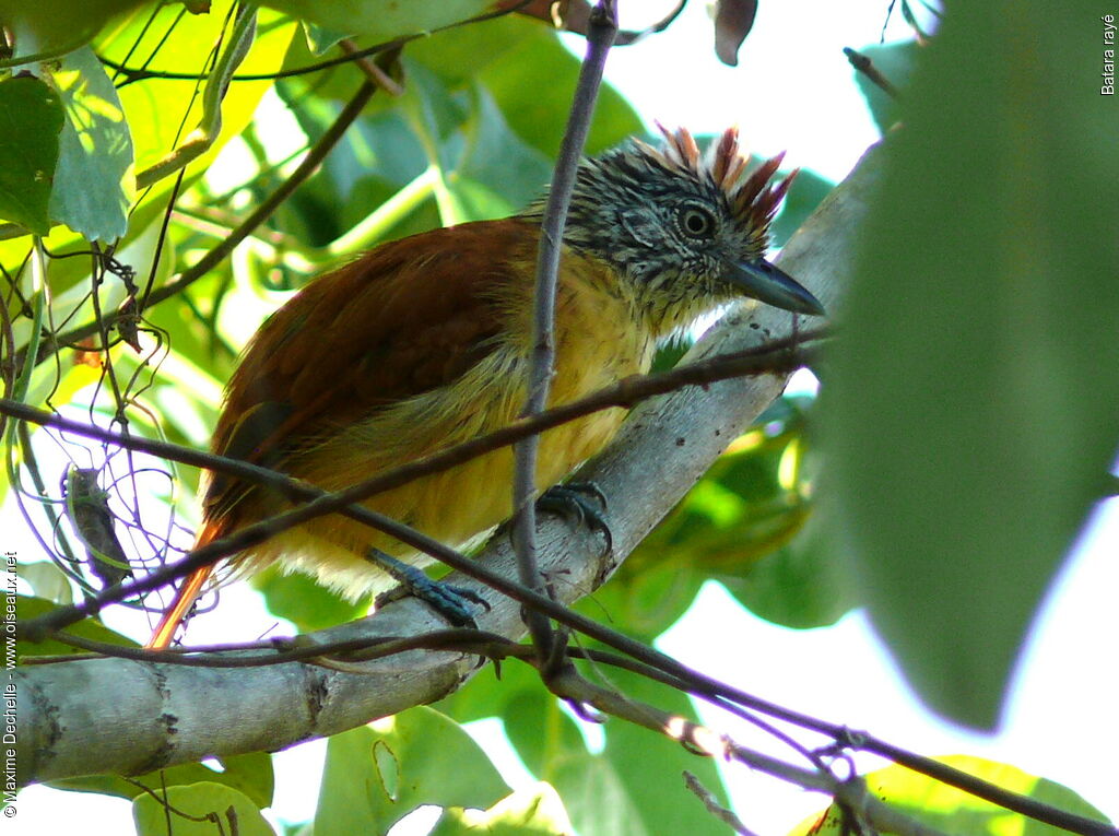 Barred Antshrike female adult