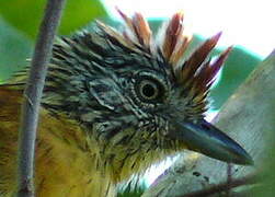 Barred Antshrike