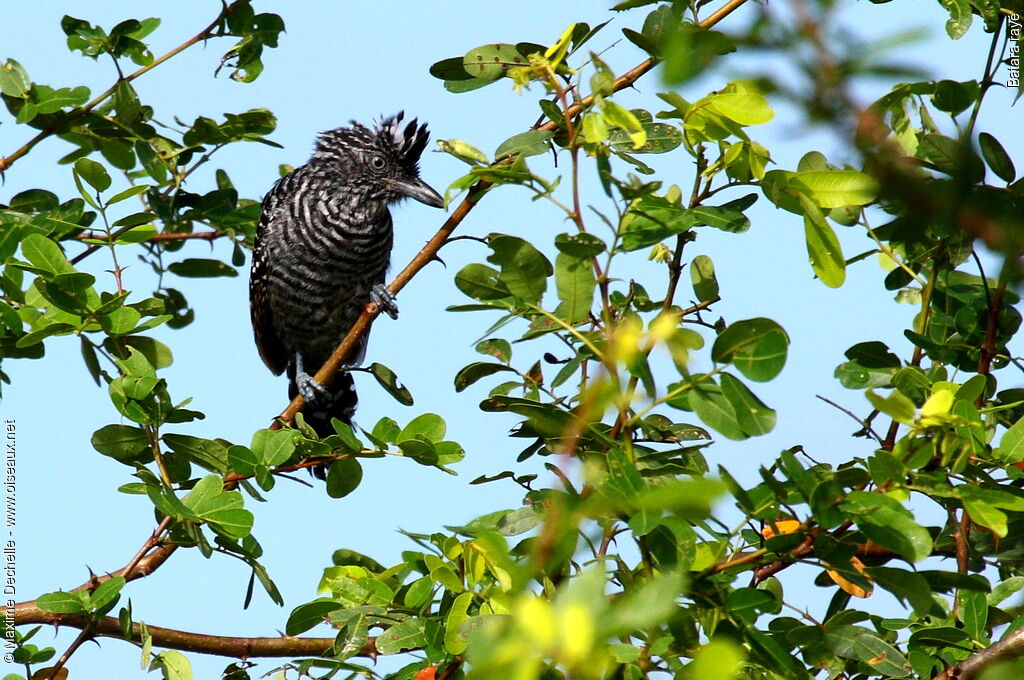 Batara rayé mâle adulte, identification