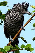 Barred Antshrike