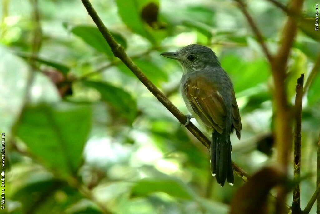 Mouse-colored Antshrike